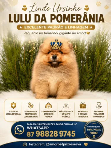 Filhote de Lulu da pomerania laranja