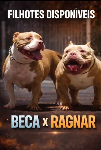 Filhote fêmea de American Bully Trililac Exotic Merle