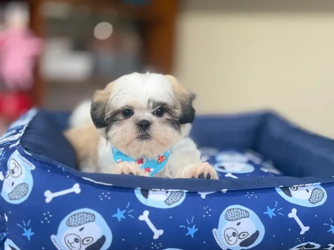 Shihtzu Macho e Fêmea! Seu filhote está aqui, leia a descrição.