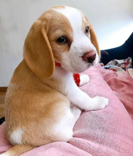 Beagle Seu próximo pet dos sonhos está te esperando
