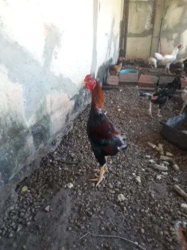 Galo índio 