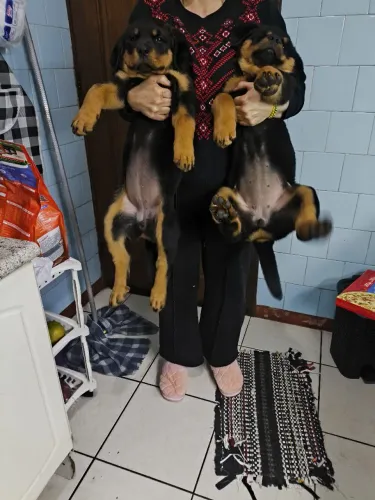 Filhotes rottweiler