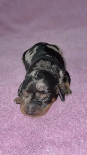 FILHOTE DE DACHSHUND