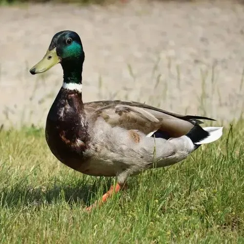 Aves, Marrocos, Patos, galinha de ração e Codornas