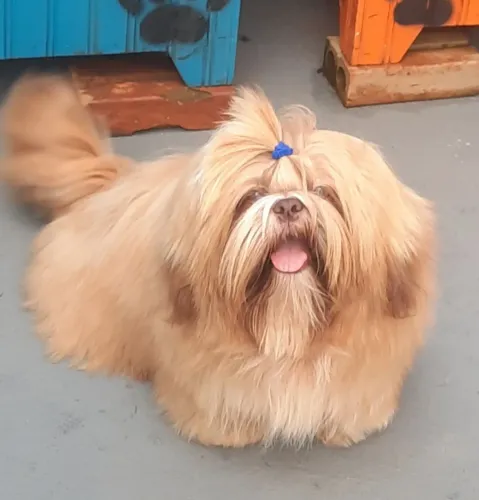 Macho - Shih Tzu