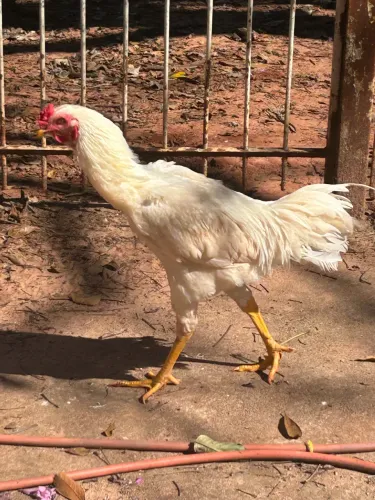 Frango caipira
