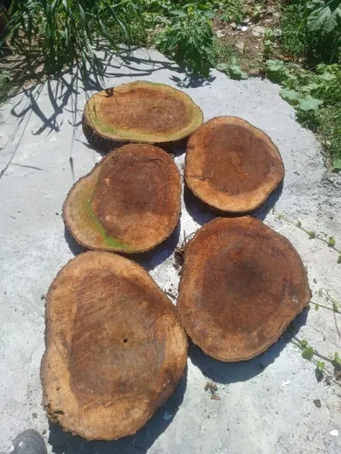 Pedaços de tronco de árvore para decoração ou usa em modo utilitário