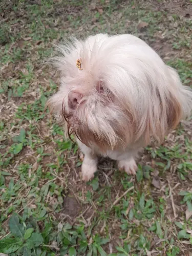 DOANDO shihtzu femea