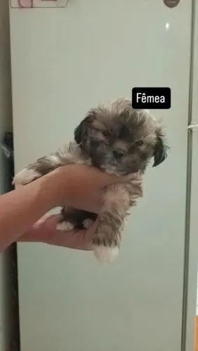 Shitzu 2 meses