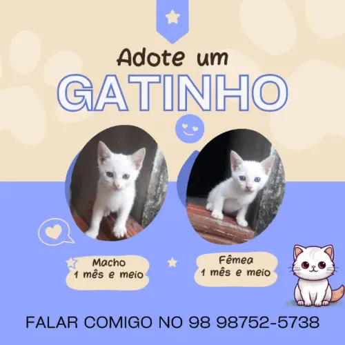 casal de gatinhos para adoção responsável!