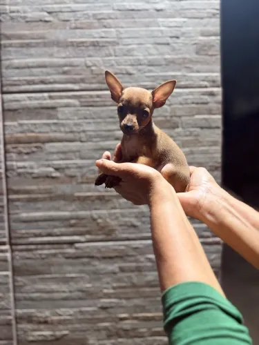 Pinscher zero filhotes á venda fêmeas e machos 