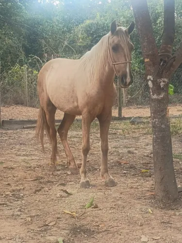 Cavalo baio amarílio mangalarga