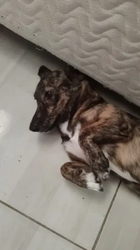 Adoção cachorrinha porte PEQUENO, atiende por soneca