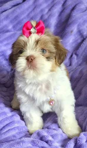 Filhote Shihtzu Fêmea Olhos Verdes