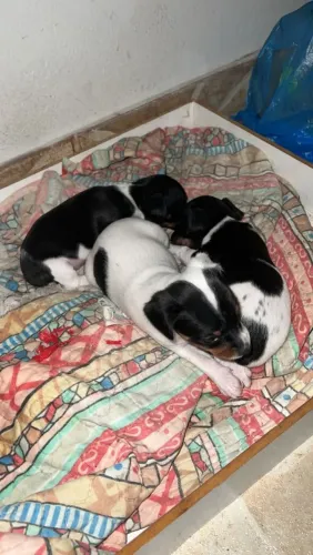 . Pinscher OO