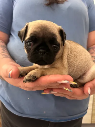 PUG - Fêmea