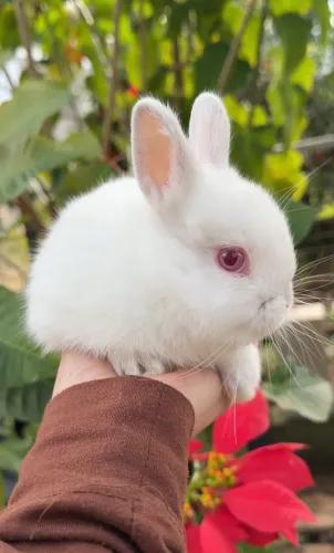 Mini coelhinhos