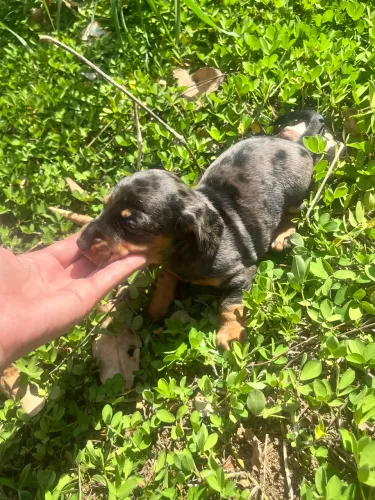 Filhote Basset mini Arlequim 