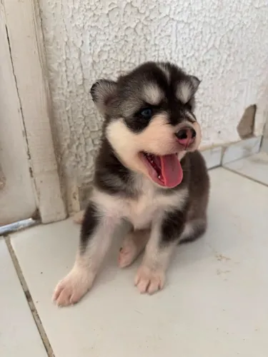 Husky