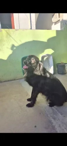 Cachorrinha Resgatada Procura Lar Responsável no RJ