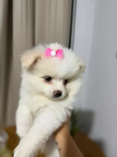 lulu da pomerania shih tzu para doação