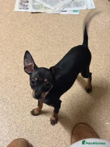 Pinscher/Pincher Cachorro Pequeno e Ativo Macho e Fêmea com Pedigree SP