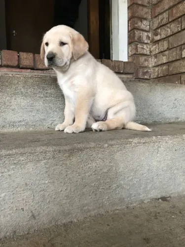 Filhote Labrador Macho grande porte Disponível