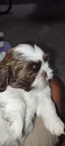 Filhote shih tzu, Pequenos rabinhos abanando de alegria à sua espera!