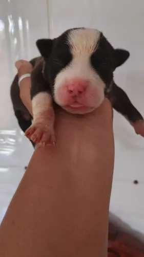 Doação filhote de pitbull lata