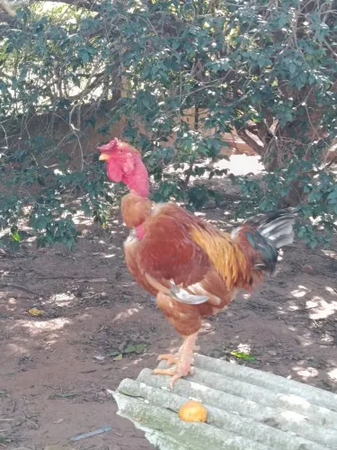 Casal de galinha polaco