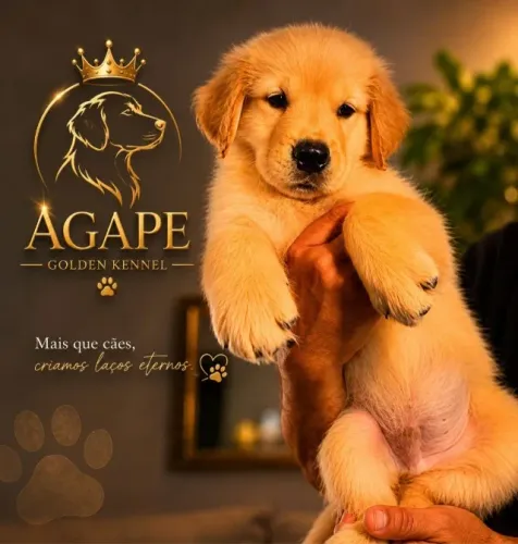 Lindos filhotes de Golden Retrivier 