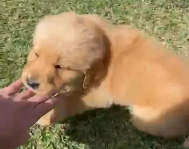 Golden retriever lindo e docil