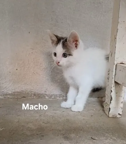 2 Filhotes de Gato Macho