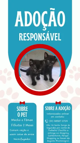 Gatinhos para adoção responsável