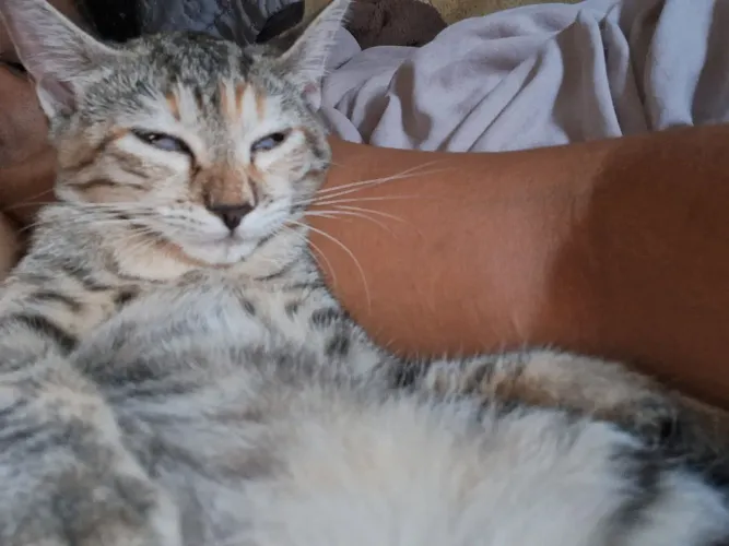 Gata fêmea filhote 4 meses para adoção(farei o pix)