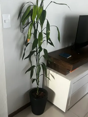 VASO COM BAMBU DA SORTE