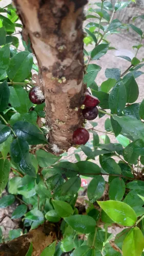 Pe de jabuticaba <br><br><br>39 mil cuida