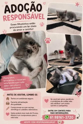 Doa se gatinhos 