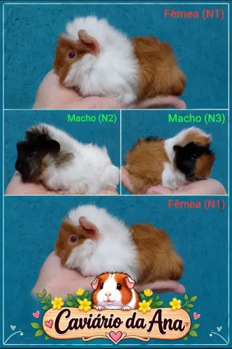Porquinho da Índia angorá