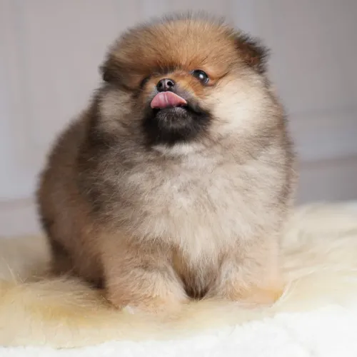Filhotes de Spitz Alemão Anão (Lulu da Pomerânia) - Padrão Ursinho