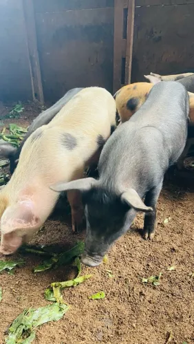 Leitão Porco
