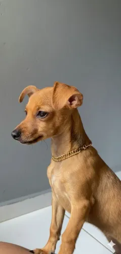 Pinscher