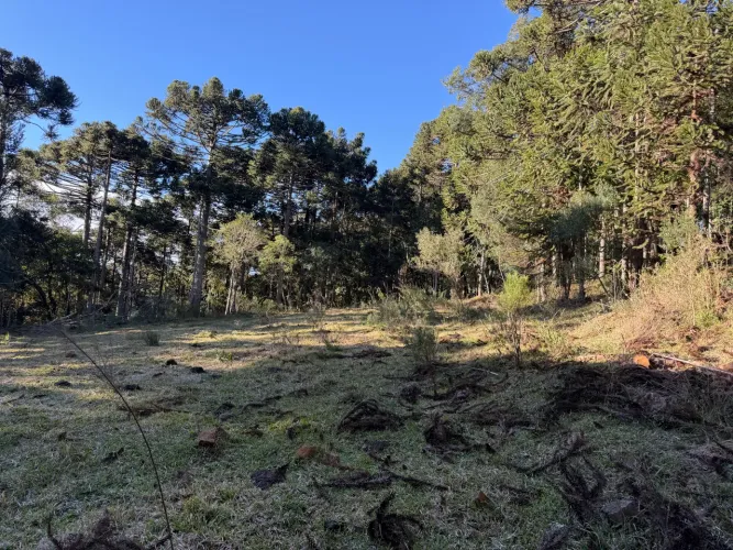 Sítio prox. Vinícola Pericó- São Joaquim SC 30%+48X