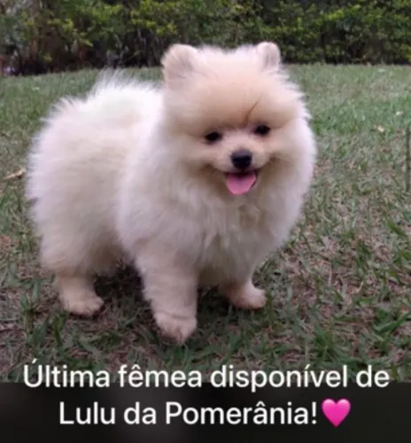 Lulu da Pomerânio 