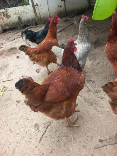 Vendo Galinhas poedeiras Embrapa 51