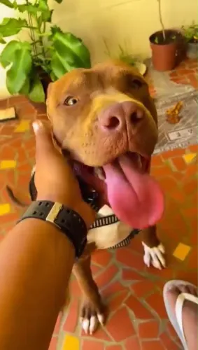 ? Doação Responsável - Pitbull Castrado e Vira-lata Dóceis