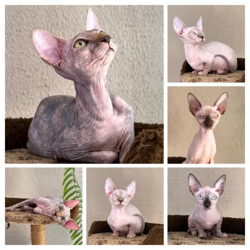 Sphynx Fêmeas Filhotes 