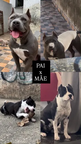Vendo filhote de american bully