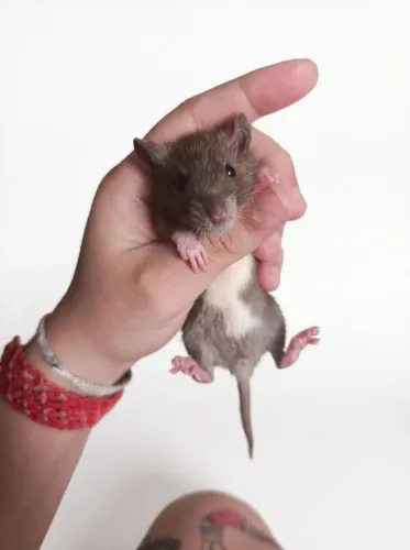 Especialistas em Rato Twister/Mercol para Pet