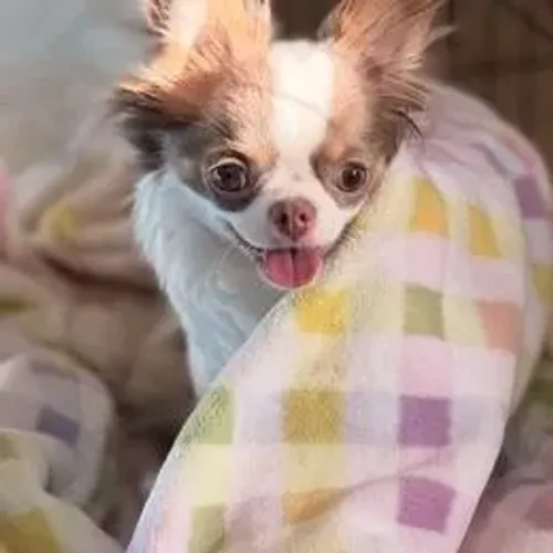 Chihuahua,Chihuahua Filhote Top Padrão da Raça